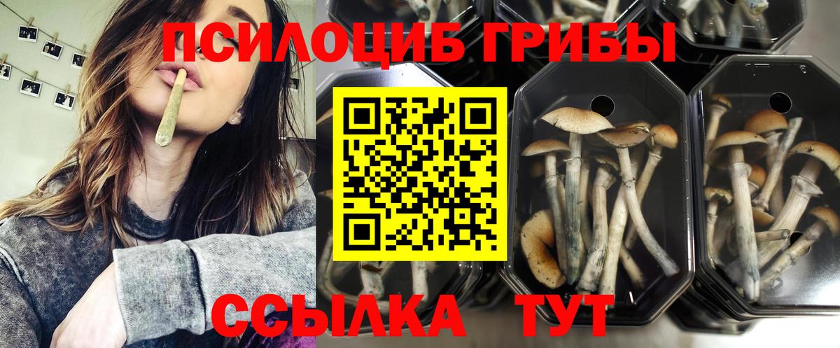Псилоцибиновые грибы прущие грибы Долгопрудный